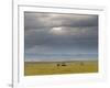 Masai Mara, Kenya, East Africa, Africa-Sergio Pitamitz-Framed Photographic Print