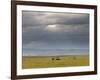 Masai Mara, Kenya, East Africa, Africa-Sergio Pitamitz-Framed Photographic Print