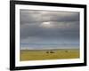 Masai Mara, Kenya, East Africa, Africa-Sergio Pitamitz-Framed Photographic Print