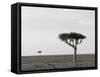 Masai Mara, Kenya, East Africa, Africa-Sergio Pitamitz-Framed Stretched Canvas