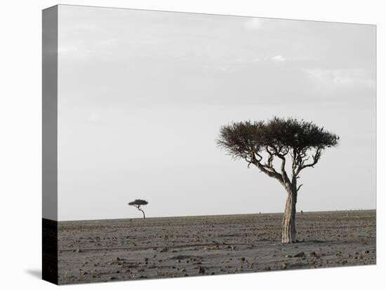 Masai Mara, Kenya, East Africa, Africa-Sergio Pitamitz-Stretched Canvas