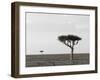 Masai Mara, Kenya, East Africa, Africa-Sergio Pitamitz-Framed Photographic Print