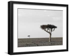 Masai Mara, Kenya, East Africa, Africa-Sergio Pitamitz-Framed Photographic Print