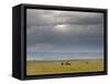 Masai Mara, Kenya, East Africa, Africa-Sergio Pitamitz-Framed Stretched Canvas