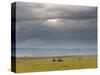 Masai Mara, Kenya, East Africa, Africa-Sergio Pitamitz-Stretched Canvas