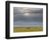 Masai Mara, Kenya, East Africa, Africa-Sergio Pitamitz-Framed Photographic Print