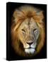 Masai Mara Lions-Kyslynskyy-Stretched Canvas