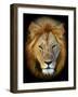 Masai Mara Lions-Kyslynskyy-Framed Photographic Print