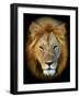 Masai Mara Lions-Kyslynskyy-Framed Photographic Print