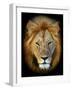 Masai Mara Lions-Kyslynskyy-Framed Photographic Print