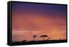 Masai Mara National Reserve at Dusk-Paul Souders-Framed Stretched Canvas