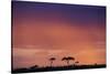 Masai Mara National Reserve at Dusk-Paul Souders-Stretched Canvas