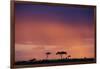 Masai Mara National Reserve at Dusk-Paul Souders-Framed Photographic Print