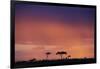 Masai Mara National Reserve at Dusk-Paul Souders-Framed Photographic Print