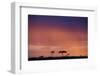 Masai Mara National Reserve at Dusk-Paul Souders-Framed Photographic Print