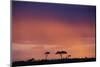 Masai Mara National Reserve at Dusk-Paul Souders-Mounted Photographic Print