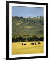 Masai Mara National Reserve, Kenya, East Africa, Africa-Harding Robert-Framed Premium Photographic Print