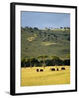 Masai Mara National Reserve, Kenya, East Africa, Africa-Harding Robert-Framed Photographic Print