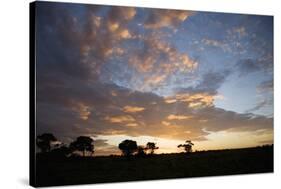 Masai Mara National Reserve, Kenya, East Africa, Africa-Angelo Cavalli-Stretched Canvas