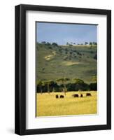 Masai Mara National Reserve, Kenya, East Africa, Africa-Harding Robert-Framed Photographic Print