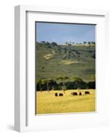 Masai Mara National Reserve, Kenya, East Africa, Africa-Harding Robert-Framed Photographic Print