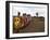 Masai, Masai Mara, Kenya, East Africa, Africa-Sergio Pitamitz-Framed Photographic Print