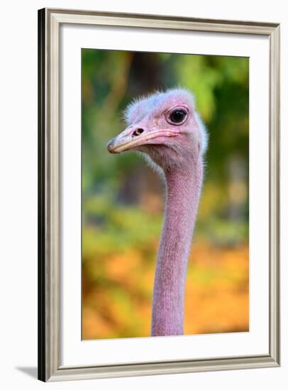 Masai Ostrich Male Portrait (Struthio Camelus Massaicus) Masai Mara National Reserve, Kenya, Africa-Eric Baccega-Framed Photographic Print