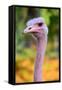 Masai Ostrich Male Portrait (Struthio Camelus Massaicus) Masai Mara National Reserve, Kenya, Africa-Eric Baccega-Framed Stretched Canvas