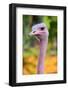 Masai Ostrich Male Portrait (Struthio Camelus Massaicus) Masai Mara National Reserve, Kenya, Africa-Eric Baccega-Framed Photographic Print