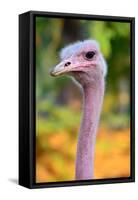 Masai Ostrich Male Portrait (Struthio Camelus Massaicus) Masai Mara National Reserve, Kenya, Africa-Eric Baccega-Framed Stretched Canvas