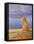 Masai Watch-Graeme Stevenson-Framed Stretched Canvas