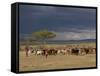 Masai with Cattle, Masai Mara, Kenya, East Africa, Africa-Sergio Pitamitz-Framed Stretched Canvas