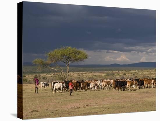 Masai with Cattle, Masai Mara, Kenya, East Africa, Africa-Sergio Pitamitz-Stretched Canvas