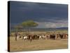 Masai with Cattle, Masai Mara, Kenya, East Africa, Africa-Sergio Pitamitz-Stretched Canvas