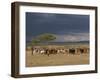 Masai with Cattle, Masai Mara, Kenya, East Africa, Africa-Sergio Pitamitz-Framed Photographic Print