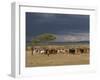 Masai with Cattle, Masai Mara, Kenya, East Africa, Africa-Sergio Pitamitz-Framed Photographic Print