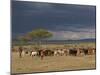 Masai with Cattle, Masai Mara, Kenya, East Africa, Africa-Sergio Pitamitz-Mounted Photographic Print