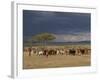 Masai with Cattle, Masai Mara, Kenya, East Africa, Africa-Sergio Pitamitz-Framed Photographic Print