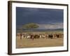 Masai with Cattle, Masai Mara, Kenya, East Africa, Africa-Sergio Pitamitz-Framed Photographic Print