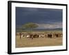 Masai with Cattle, Masai Mara, Kenya, East Africa, Africa-Sergio Pitamitz-Framed Photographic Print