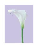 Serene Lily-Masao Ota-Giclee Print