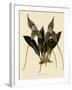 Masdevallia Chimaera-John Nugent Fitch-Framed Giclee Print