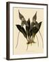 Masdevallia Chimaera-John Nugent Fitch-Framed Giclee Print