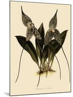 Masdevallia Chimaera-John Nugent Fitch-Mounted Giclee Print