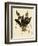 Masdevallia Chimaera-John Nugent Fitch-Framed Giclee Print