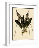 Masdevallia Chimaera-John Nugent Fitch-Framed Giclee Print