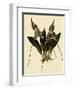 Masdevallia Chimaera-John Nugent Fitch-Framed Giclee Print