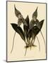 Masdevallia Chimaera-John Nugent Fitch-Mounted Giclee Print