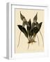 Masdevallia Chimaera-John Nugent Fitch-Framed Giclee Print