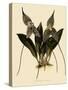 Masdevallia Chimaera-John Nugent Fitch-Stretched Canvas